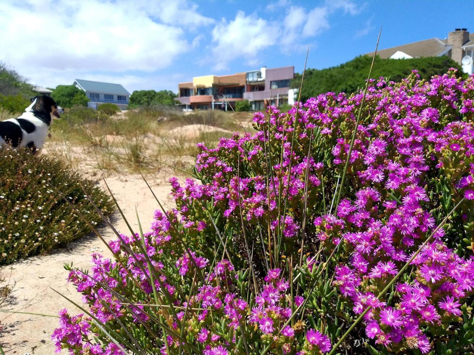 Absolute Beach Accommodation Britannia Bay Exterior photo